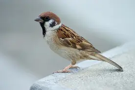 麻雀能活多少年？怎么没见过麻雀尸体？图片