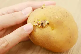 发芽土豆是个宝，留在家中还很实用，这3个妙用太棒了，快来试试图片