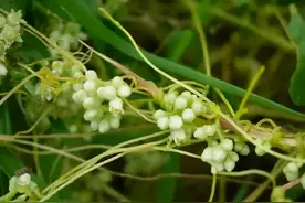 菟丝子的妙用——养精固肾，护肝明目图片