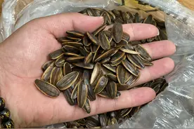 瓜子受潮不好吃怎么办？老师傅教你3招，让受潮瓜子恢复酥脆图片