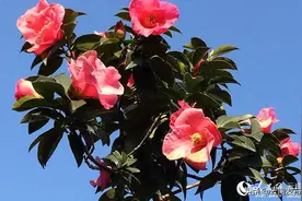 云南八大名花 总有一朵会惊艳到你（组图）图片
