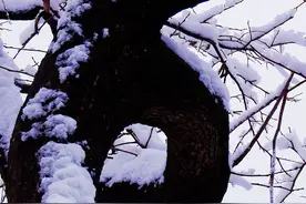 碧玉妆成一树高图片