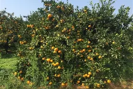 一斤4毛钱都难卖，收购商挑剩下的堆成小山，果农：还能卖哪去图片