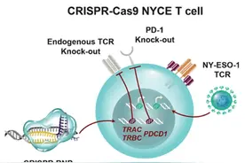 CRISPR/Cas基因编辑疗法的前景与伦理争议图片