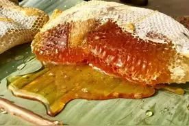 6月蜂蜜出口数据出炉，蜂蜜出口量大增，发生了啥？3个原因图片