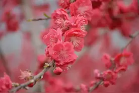 春游广元好时光 | 知否？约否？黄猫垭万亩桃花惊艳绽放，漫山遍野美出天际！图片