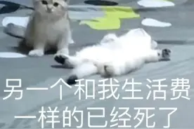 表情包大全 | 人间小甜瓜图片