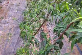 专家把桃树栽歪45度，有些人不理解，没曾想还获过国家专利图片