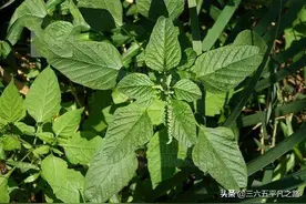 立秋之后，农村这几样野菜采收正当时，好吃又降暑，看完明白了图片