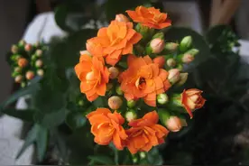 养护长寿花，注意这4点，叶绿花繁图片