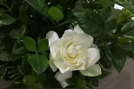 买回来的水培栀子花，才一周底部老叶就全部发黄了，看起来好揪心图片