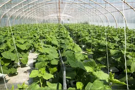 糖和食醋在蔬菜上有妙用，很多农户都不知道，增产又增收图片