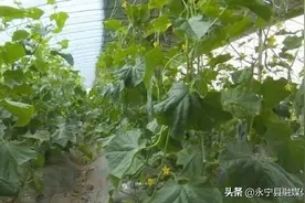 望洪镇有机蔬菜俏销福建福州图片
