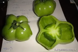 番茄空心果、畸形果与点花喷花根本没有关系，看完你就知道了图片