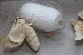 为什么有些动物会有脱壳重生的举动图片