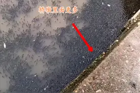 上万条洞庭湖野生鱼聚集一桥洞，当地老乡：这是在躲避候鸟捕食图片