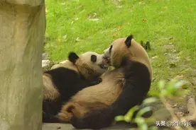 你吃熊粮不吃图片