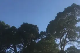 余集大柏树图片