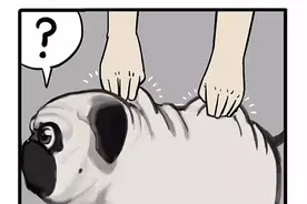 吾皇：我的狗，你变了（漫画）图片