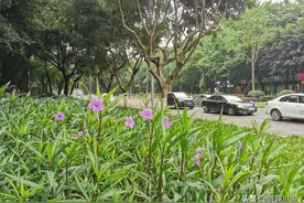 重庆最具争议主干道：绿化带比马路还宽，为何有人反对拓宽改造？图片