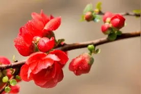海棠花的养殖方法和注意事项图片