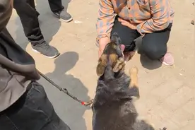 河南：大姐含泪卖狗，哭着和狗狗告别太心酸，网友：她一定有难处图片