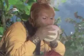 西游记里孙悟空吃蟠桃咬一口扔掉，不是剧组有钱，而是另有隐情图片