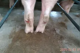 冬天多发的母猪蹄裂该怎么办？别慌！我来教你图片