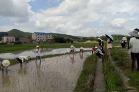 莆田乡村生活体验之种稻谷，小时候谁种过，如今很少下地了吧图片