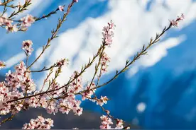 在林芝，雪山和桃花有一场约会图片