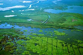 湿地保护|江西：加强洪灾后鄱阳湖候鸟越冬湿地保护图片