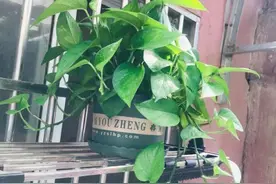土培绿萝转水培？这样操作才“靠谱”，根系长满水培瓶，枝叶繁茂图片