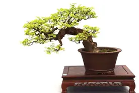 踏入岭南盆景名树雀梅的殿堂，由六个雀梅桩材设计案例入门图片