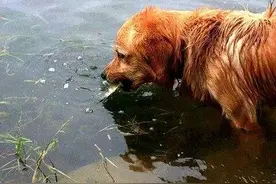 金毛下水抓鱼，一抓一个准，结果被公园拉黑了图片