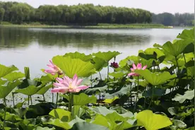 多图直击！改造后的顺义罗马湖夏季这么美图片