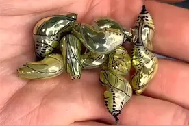 乍一看像黄金打造的蝴蝶蛹现身互联网，网友：活着的珠宝图片