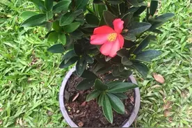 奉劝新手花友：养四季山茶花，当多谨慎此5个细节图片