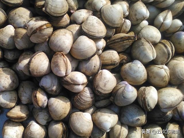 六耳赤嘴鱼胶有收藏价值吗 2026年六耳赤嘴鱼胶的功效和作用