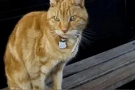 猫咪每天都坐公交车，司机乘客都认识它，让人鼻尖发酸图片
