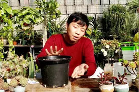 土培风信子，一个月才出芽，给它加点肥，快速长芽猛开花