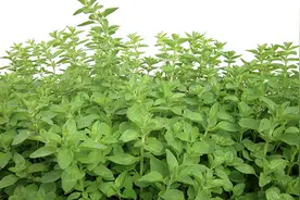 在阳台种这6种香草植物，味道清香，苍蝇蚊子小飞虫子全都赶跑了图片