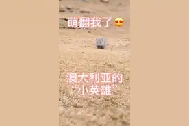 袋熊，澳大利亚明星，就是它挖洞救了很多动物，憨憨的好可爱图片