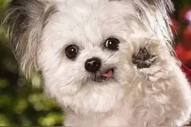 世界上最小的治愈犬，你怎么可以那么可爱！图片