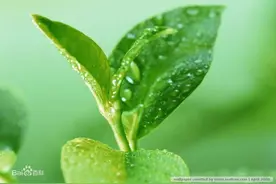 安溪铁观音|你一定会爱上的茶！图片