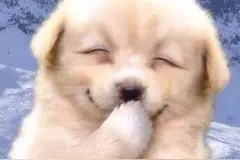 今日份治愈：隔着屏幕都能感受到的快乐图片
