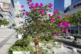 护士节很想念从事护士工作的前妻，不方便联系，她应该过得很好吧图片