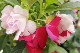 以前农村常见的凤仙花，原来还可以用来炖鱼！为啥现在很少见了图片