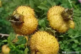 秦岭之美，野果之美！（野果篇）图片