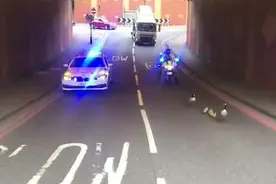 英国防疫期间鹅夫妻带孩子街上散步，警车开道护送，网友：羡慕了图片