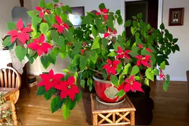 常见的7种花，叶子“毒性大”，只看花，少碰它图片